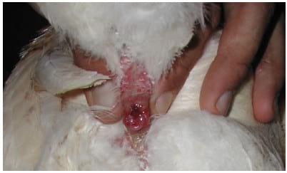 Coleta de sêmen e inseminação artificial em galinha - Image 5