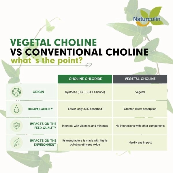 Colina vegetal vs. colina convencional: Qual é a vantagem? - Image 1
