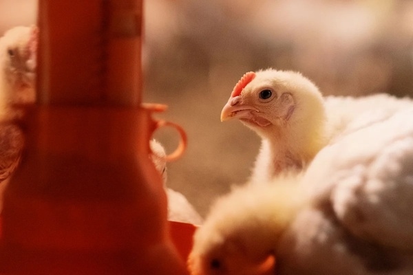 Nutrição natural: como otimizar a performance animal sem antibióticos - Image 1