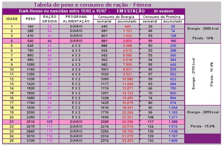 Manejo de recria de matrizes com foco em uniformidade - Image 4