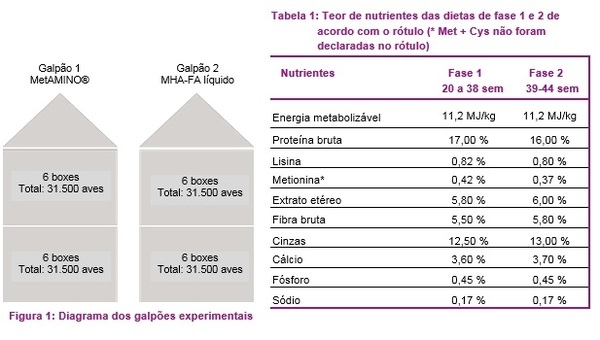126.000 poedeiras não mentem: O valor nutricional do hidroxianálogo de DL-metionina corresponde a 65% do valor do MetAMINO® - Image 2