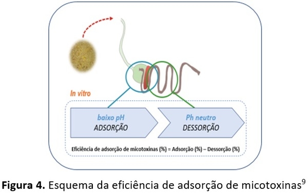 Quais são os pontos chaves na hora da escolha de um adsorvente de micotoxina? - Image 4