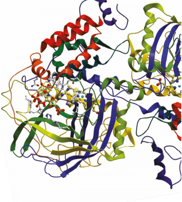 Fibra dietética e fermentação de proteínas no intestino de aves e suínos - Image 7