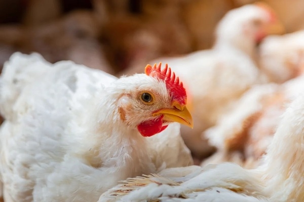 O papel da nutrição natural no combate à Salmonella - Image 1