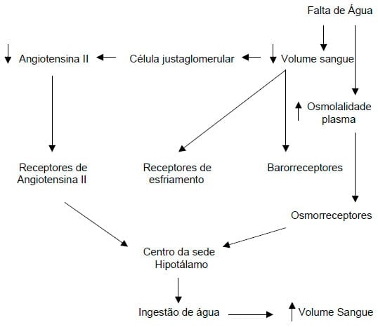 Importância da água na produção de frangos de corte - Image 2