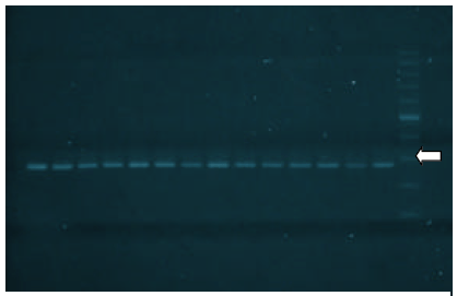 Pesquisa de genes de virulência em salmonella hadar em amostras provenientes de material avícola - Image 2