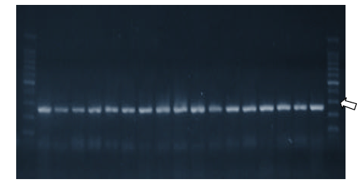 Pesquisa de genes de virulência em salmonella hadar em amostras provenientes de material avícola - Image 4