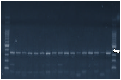 Pesquisa de genes de virulência em salmonella hadar em amostras provenientes de material avícola - Image 3