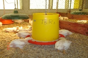 Utilização de leveduras, probióticos e mananoligossacarídeos (mos) na alimentação de frangos de corte - Image 11