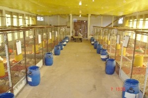 Utilização de leveduras, probióticos e mananoligossacarídeos (mos) na alimentação de frangos de corte - Image 8