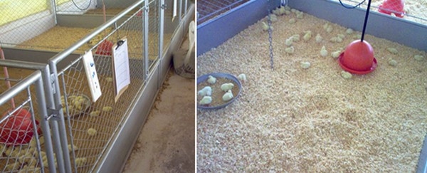 Utilização de leveduras, probióticos e mananoligossacarídeos (mos) na alimentação de frangos de corte - Image 5