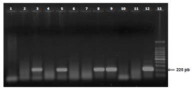 Causas infecciosas de problemas reprodutivos na produção de suínos - Image 3