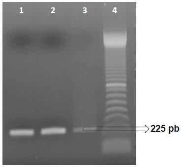Causas infecciosas de problemas reprodutivos na produção de suínos - Image 6