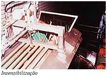 Recomendações técnicas para o manejo pré-abate e qualidade de carne - Image 5