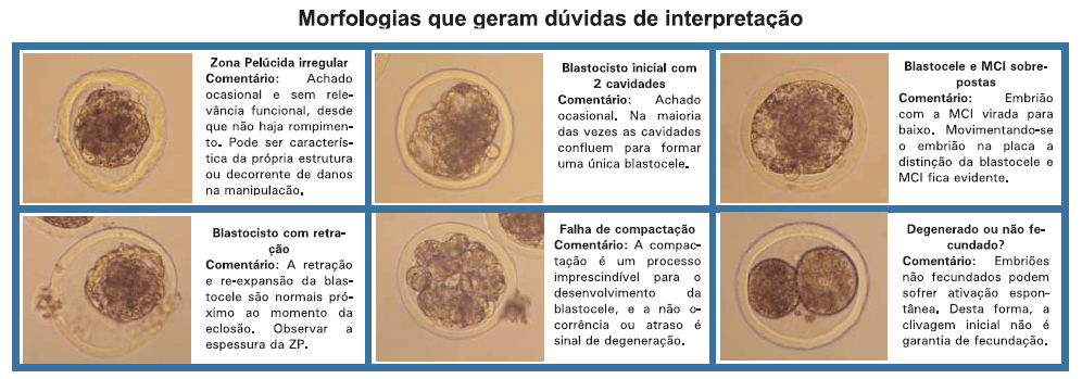 Classificação de embriões bovinos produzidos in vivo - Image 5