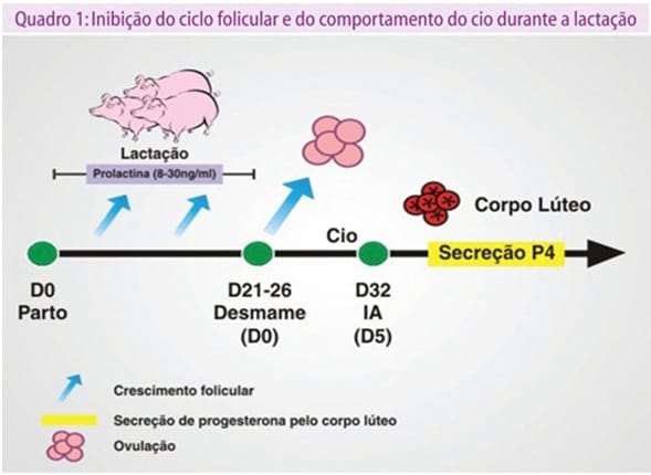 Cio de Lactação em porcas: mito ou realidade. - Image 2