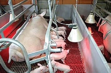 Cio de Lactação em porcas: mito ou realidade. - Image 4