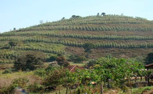 Sistemas agrossilvipastoris como alternativa para produção de ruminantes - Image 4
