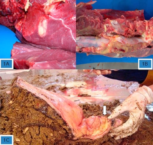 Indigestão vagal causada por linfossarcoma em bovino. - Image 1