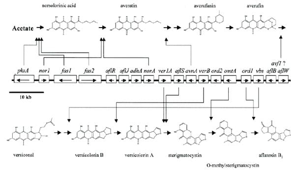 Detecção de fungos filamentosos produtores de aflatoxinas utilizando a reação em cadeia da DNA Polimerase (PCR) - Image 2