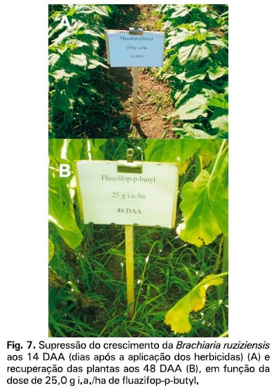 Integração lavoura-pecuária: a cultura do girassol consorciada com Brachiaria ruziziensis - Image 8