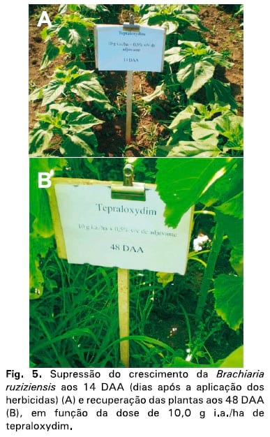 Integração lavoura-pecuária: a cultura do girassol consorciada com Brachiaria ruziziensis - Image 6