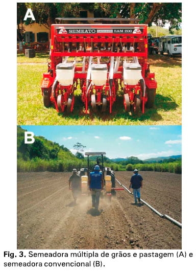 Integração lavoura-pecuária: a cultura do girassol consorciada com Brachiaria ruziziensis - Image 4