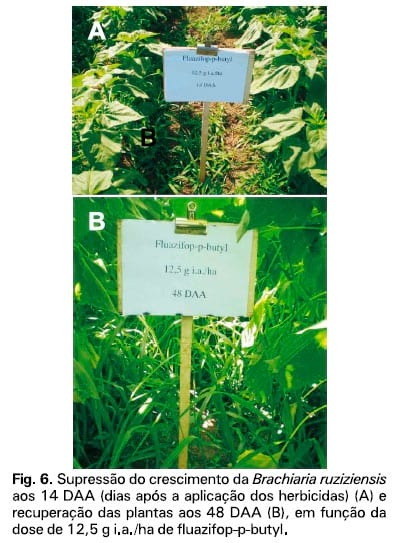 Integração lavoura-pecuária: a cultura do girassol consorciada com Brachiaria ruziziensis - Image 7