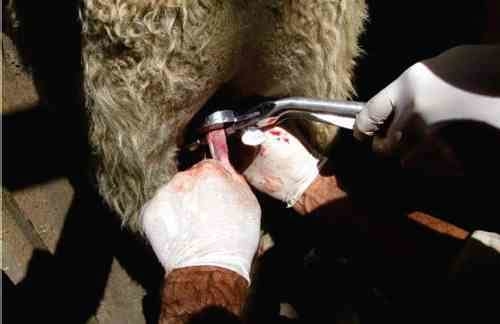 Avaliação de formulações de doramectina injetável no controle de miíase natural por Cochliomyia hominivorax em bovinos submetidos à castração - Image 2