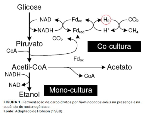 Emissões de metano na pecuária: conceitos, métodos de avaliação e estratégias de mitigação. Parte I - Image 4