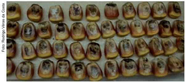 Recomendações para a redução da incidência de grãos ardidos em milho - Image 2