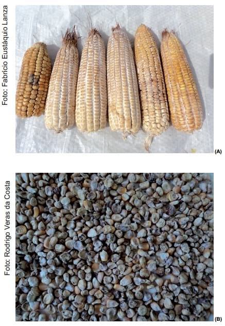 Recomendações de boas práticas de armazenamento de milho em espiga para agricultura familiar - Image 2
