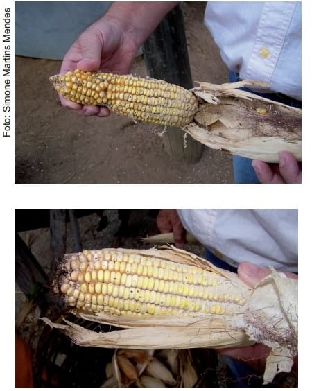 Recomendações de boas práticas de armazenamento de milho em espiga para agricultura familiar - Image 1