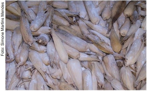 Recomendações de boas práticas de armazenamento de milho em espiga para agricultura familiar - Image 7