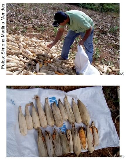 Recomendações de boas práticas de armazenamento de milho em espiga para agricultura familiar - Image 4