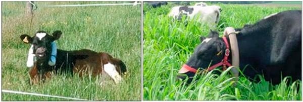 A emissão de metano pelas vacas - Image 1