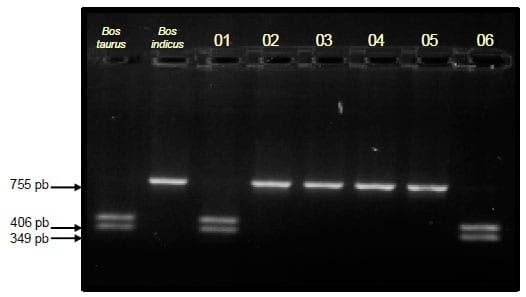 Caracterização de um rebanho Gir Leiteiro quanto à origem do DNA Mitocondrial (mtDNA) - Image 1