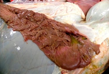 Intoxicação experimental por aflatoxina em bezerros - Image 10