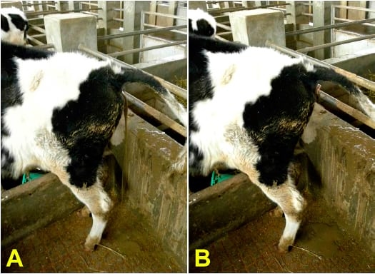 Intoxicação experimental por aflatoxina em bezerros - Image 6