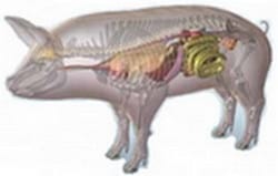 Micotoxicose: A doença silenciosa - Image 8