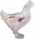 Micotoxicose: A doença silenciosa - Image 7