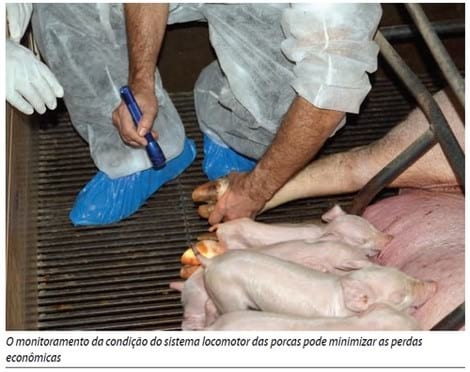 Problemas locomotores e o impacto sobre a longevidade da fêmea - Image 4