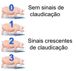 Problemas locomotores e o impacto sobre a longevidade da fêmea - Image 9