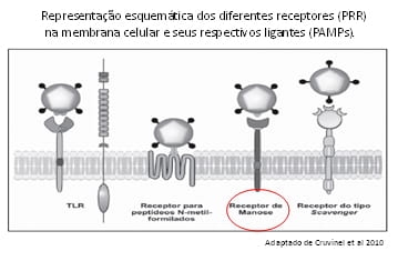 Imunidade dos leitões recém-nascidos, interações com MOS e Imunoglobulinas do ovo ( IgY) - Image 3