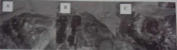 Mensuração de bem-estar em aves - Image 4