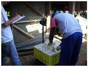 Caracterização quantiqualitativa das condições bioclimáticas e produtivas nas operações pré-abate de frangos de corte (Tese de Doutorado- Parte 3) - Image 8