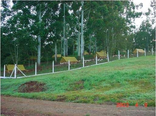 Recomendações técnicas para a produção, abate, processamento e comercialização de frangos de corte coloniais - Image 2