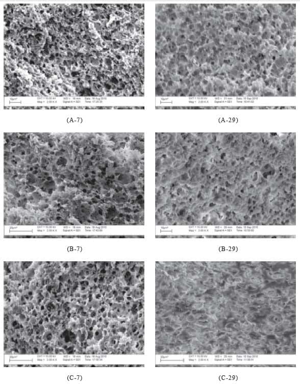 Efeito do uso de dióxido de carbono (CO2) na microestrutura dos queijos Minas Frescal e Minas Padrão - Image 2