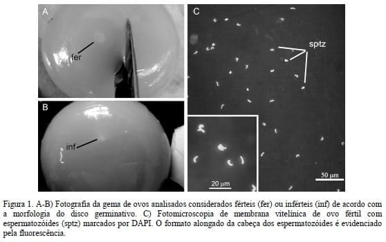 Desempenho produtivo e reprodutivo de matrizes de frangos de corte com dietas suplementadas com vitamina E, óleo de soja e óleo de peixe - Image 2