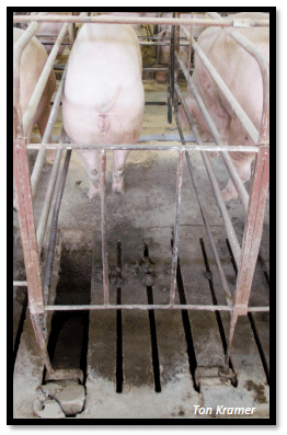 O impacto da manqueira no desempenho dos animais - Image 4